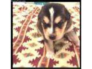 Alaskan Malamute Puppy for sale in Creswell, OR, USA