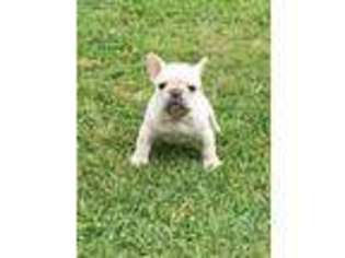 French Bulldog Puppy for sale in Quitman, MS, USA
