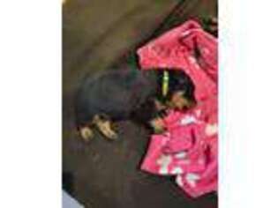 Rottweiler Puppy for sale in Fort Payne, AL, USA