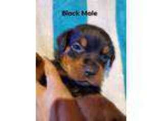 Rottweiler Puppy for sale in Baden, PA, USA