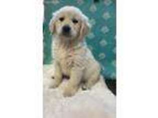 Golden Retriever Puppy for sale in Big Cove Tannery, PA, USA
