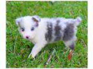 Border Collie Puppy for sale in Braxton, MS, USA