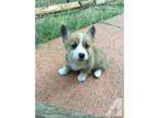 Mutt Puppy for sale in JACKSON, CA, USA