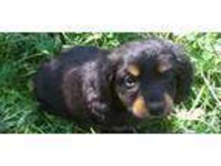 Mutt Puppy for sale in CONSTANTINE, MI, USA