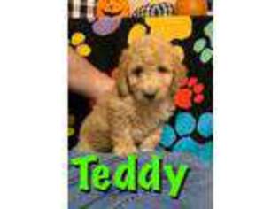 Goldendoodle Puppy for sale in Kemp, OK, USA