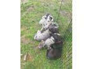 Great Dane Puppy for sale in Midlothian, VA, USA