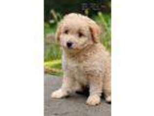 Labradoodle Puppy for sale in Meriden, CT, USA