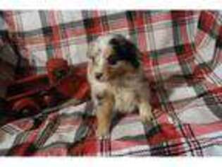 Miniature Australian Shepherd Puppy for sale in Fayetteville, AR, USA