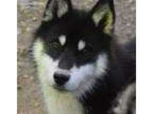 Siberian Husky Puppy for sale in Simpsonville, KY, USA