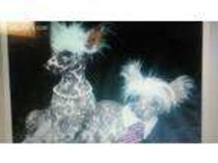 Chinese Crested Puppy for sale in Boyne City, MI, USA