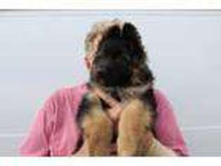 German Shepherd Dog Puppy for sale in Virginia Beach, VA, USA