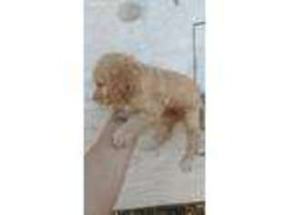 Labradoodle Puppy for sale in Killen, AL, USA