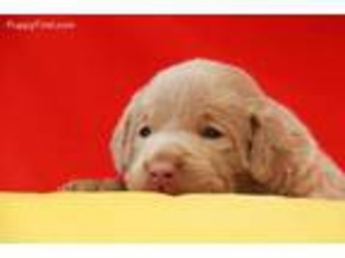 Labrador Retriever Puppy for sale in Blair, NE, USA