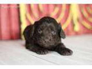 Cocker Spaniel Puppy for sale in Cainsville, MO, USA