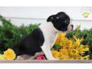 Boston Terrier Puppy for sale in Santa Ana, CA, USA