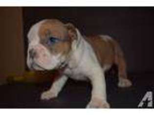 Bulldog Puppy for sale in TRACY, CA, USA
