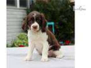 English Springer Spaniel Puppy for sale in Harrisburg, PA, USA
