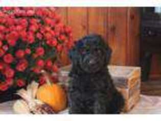 Goldendoodle Puppy for sale in Shenandoah, PA, USA