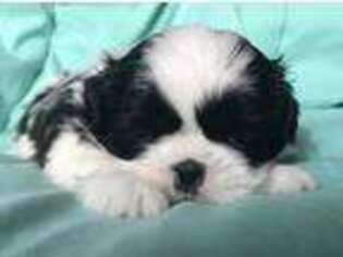 Shinese Puppy for sale in Macclenny, FL, USA