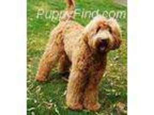 Labradoodle Puppy for sale in Chicago, IL, USA
