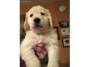 Golden Retriever Puppy for sale in Posen, MI, USA