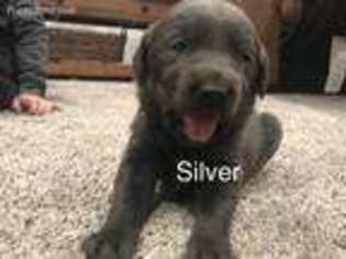 Labrador Retriever Puppy for sale in Cherryvale, KS, USA