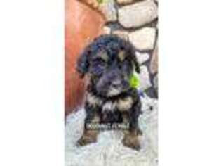 Mutt Puppy for sale in Floyd, IA, USA