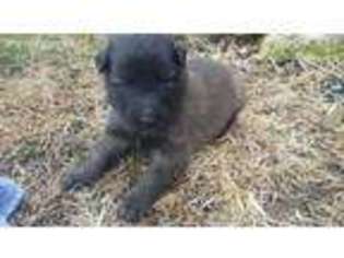 Mutt Puppy for sale in Amoret, MO, USA