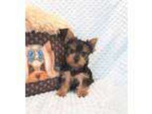 Yorkshire Terrier Puppy for sale in Panama City, FL, USA
