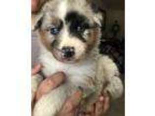 Australian Shepherd Puppy for sale in Phoenix, AZ, USA