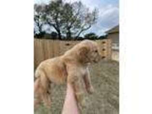 Golden Retriever Puppy for sale in Jarrell, TX, USA