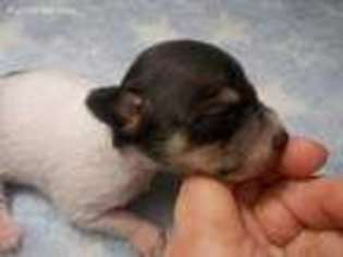 Rat Terrier Puppy for sale in Archer, FL, USA