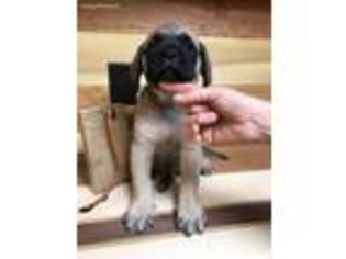 Mastiff Puppy for sale in Pomeroy, OH, USA