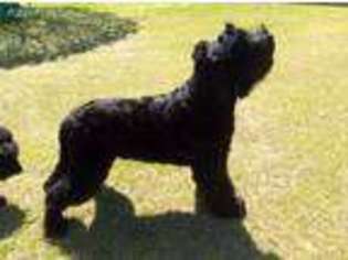 Small Black Russian Terrier