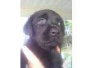 Labrador Retriever Puppy for sale in LINCOLNTON, GA, USA