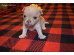 Chihuahua Puppy for sale in Royse City, TX, USA