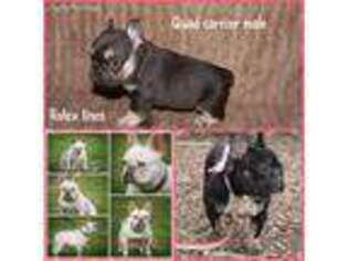 French Bulldog Puppy for sale in Stevens Point, WI, USA