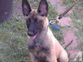Belgian Malinois Puppy for sale in SANTA FE SPRINGS, CA, USA