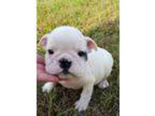 Bulldog Puppy for sale in Altha, FL, USA