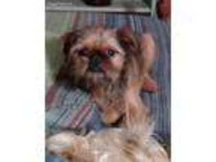 Brussels Griffon Puppy for sale in Nilwood, IL, USA