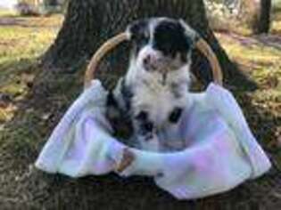 Australian Shepherd Puppy for sale in Coal City, IN, USA