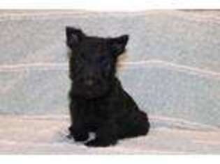 Scottish Terrier Puppy for sale in Goshen, IN, USA