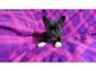 French Bulldog Puppy for sale in Salem, WV, USA