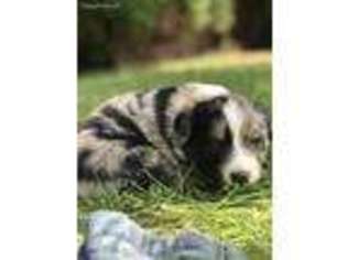 Australian Shepherd Puppy for sale in Twin Falls, ID, USA