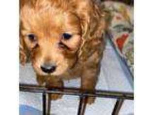 Cavapoo Puppy for sale in Glen Lyon, PA, USA