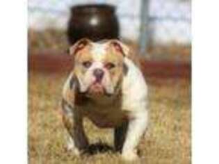 Olde English Bulldogge Puppy for sale in Littleton, CO, USA