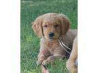 Golden Retriever Puppy for sale in Placerville, CA, USA