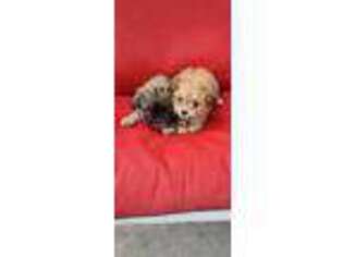 Bichon Frise Puppy for sale in Minnetonka, MN, USA