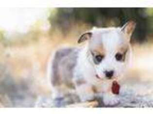 Pembroke Welsh Corgi Puppy for sale in Manteca, CA, USA