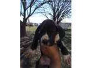 Great Dane Puppy for sale in Anna, TX, USA